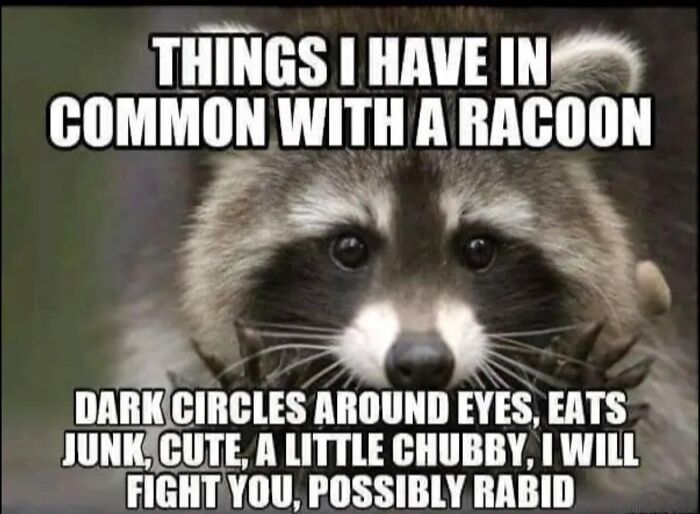 Raccoon meme with funny text about shared traits, like dark circles and love for junk food, to brighten your day.