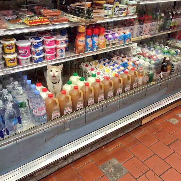 If You're Having A Rough Day, These 50 Wholesome Cat Pics And Memes May Cheer You Up