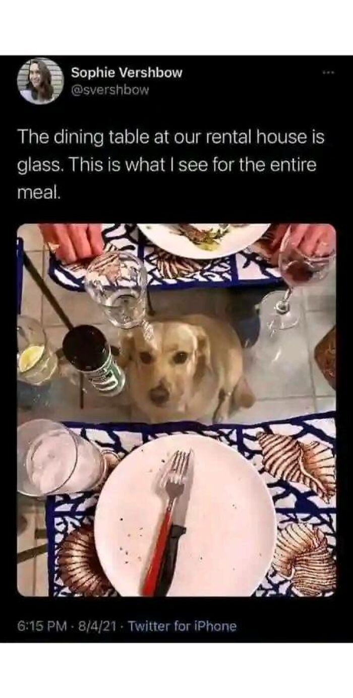 Dog under a glass dining table looking up, creating a hilarious meme moment.
