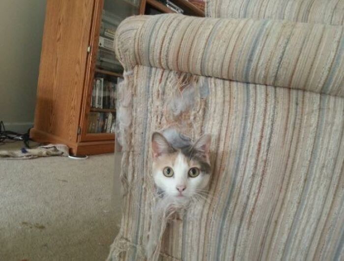 If You're Having A Rough Day, These 50 Wholesome Cat Pics And Memes May Cheer You Up