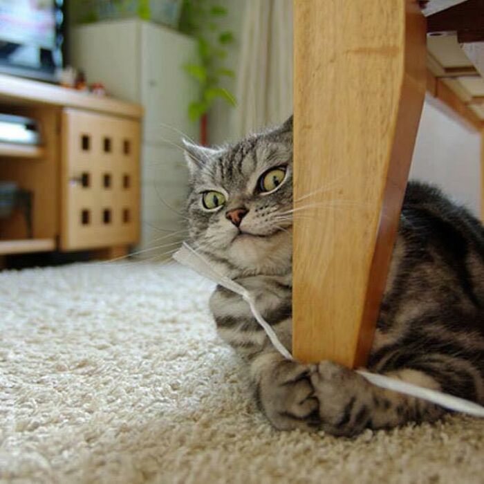 If You're Having A Rough Day, These 50 Wholesome Cat Pics And Memes May Cheer You Up