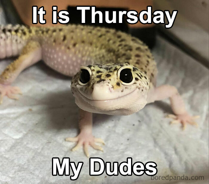 Smiling gecko meme with text "It is Thursday my dudes," captioned for Thursday memes excitement.