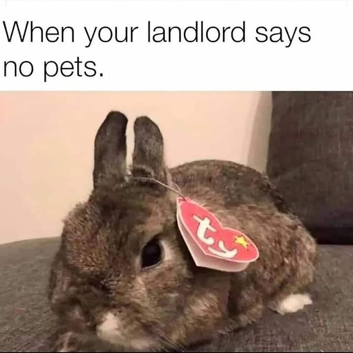 A stuffed bunny with a TY tag, humorously posed as a "pet" with text: "When your landlord says no pets."
