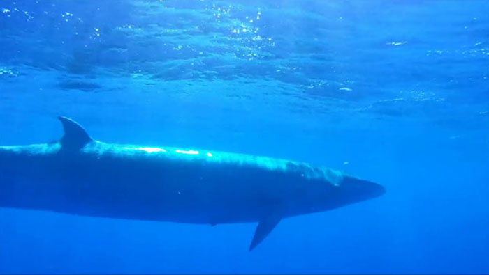 Sei Whales That Left The Coasts Of Argentina Nearly 100 Years Ago Have Recently Been Spotted Again Sei Whales That Left The Coasts Of Argentina Nearly 100 Years Ago Have Recently Been Spotted Again
