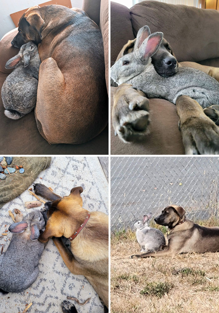 Bun Jovi, The Rabbit, And His Pupper, Abel, Are Best Friends