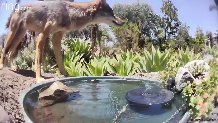Woman Put A Water Fountain With A Camera In Her Yard, Here Are 24 Photos Of Regular Visitors (New Pics)