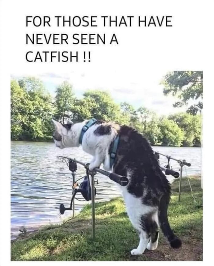 Cat balancing on fishing rods by a river, illustrating a humorous meme.