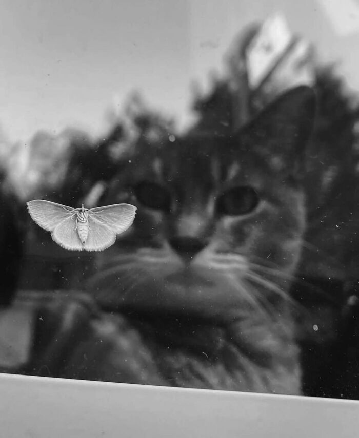 The Best Cat Photographs According To The Street Photographers Foundation (33 Pics)