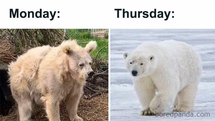 Monday vs. Thursday meme with bears, capturing excitement for the weekend.