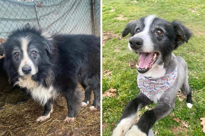 This Is Dakota, A 15-Year-Old Border Collie I Rescued Last Week. He Aged In Reverse After Being Groomed