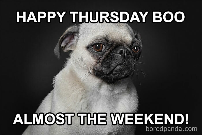Pug with funny expression captioned "Happy Thursday Boo, Almost the Weekend," showcasing new Thursday memes.