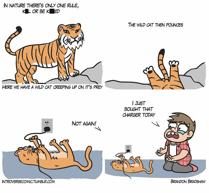 Comic illustrating a wild cat pouncing on a phone charger, with a twist ending showing a frustrated person.