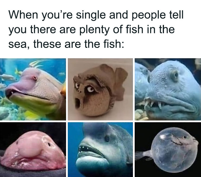 Hilarious meme featuring various funny-faced fish with a caption about being single and "plenty of fish in the sea."