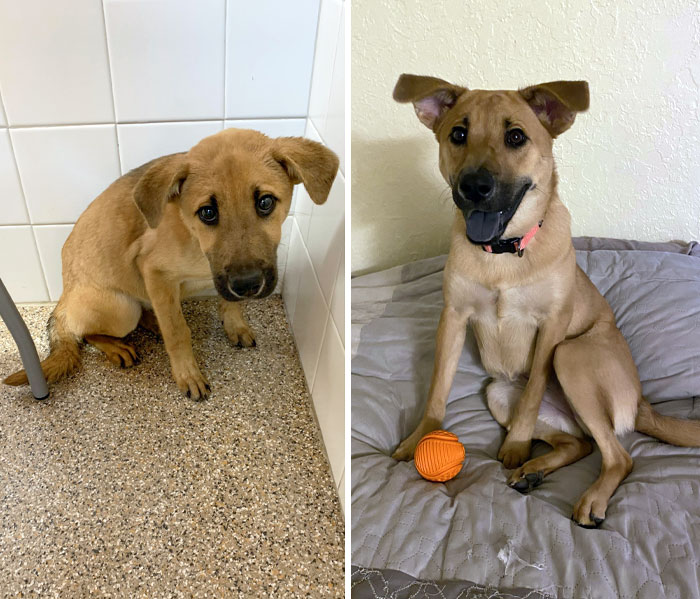 From The Saddest Rescue To The Happiest Girl