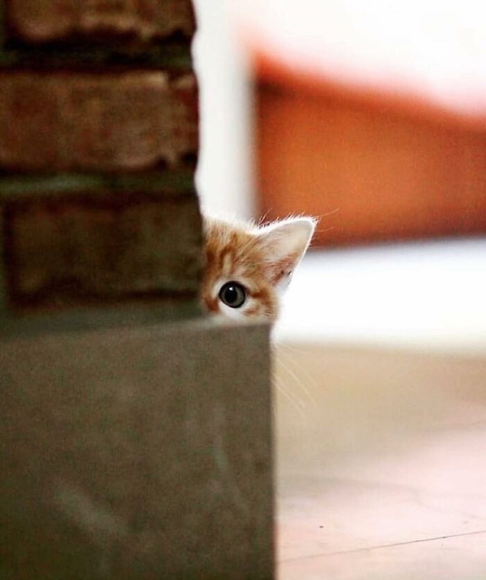 The Best Cat Photographs According To The Street Photographers Foundation (33 Pics)