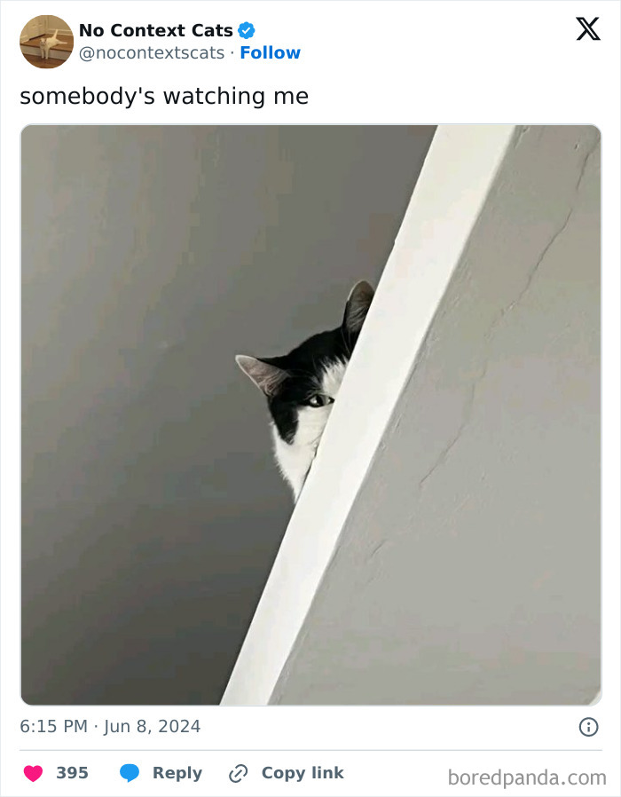 No-Context-Cats-Pictures