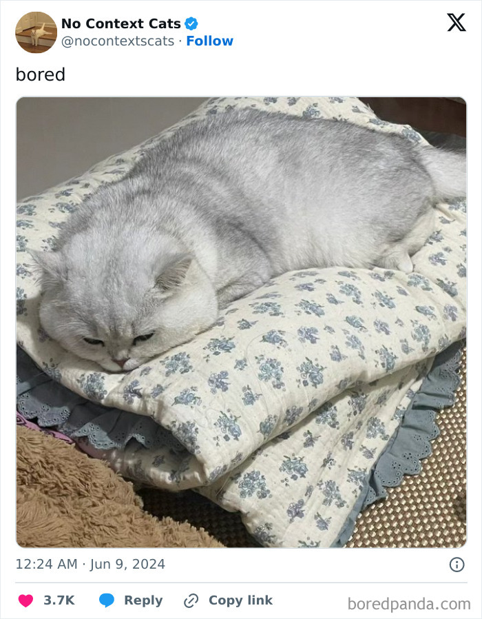 No-Context-Cats-Pictures