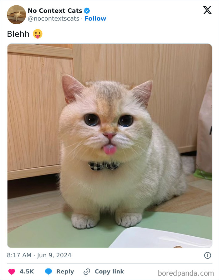 No-Context-Cats-Pictures