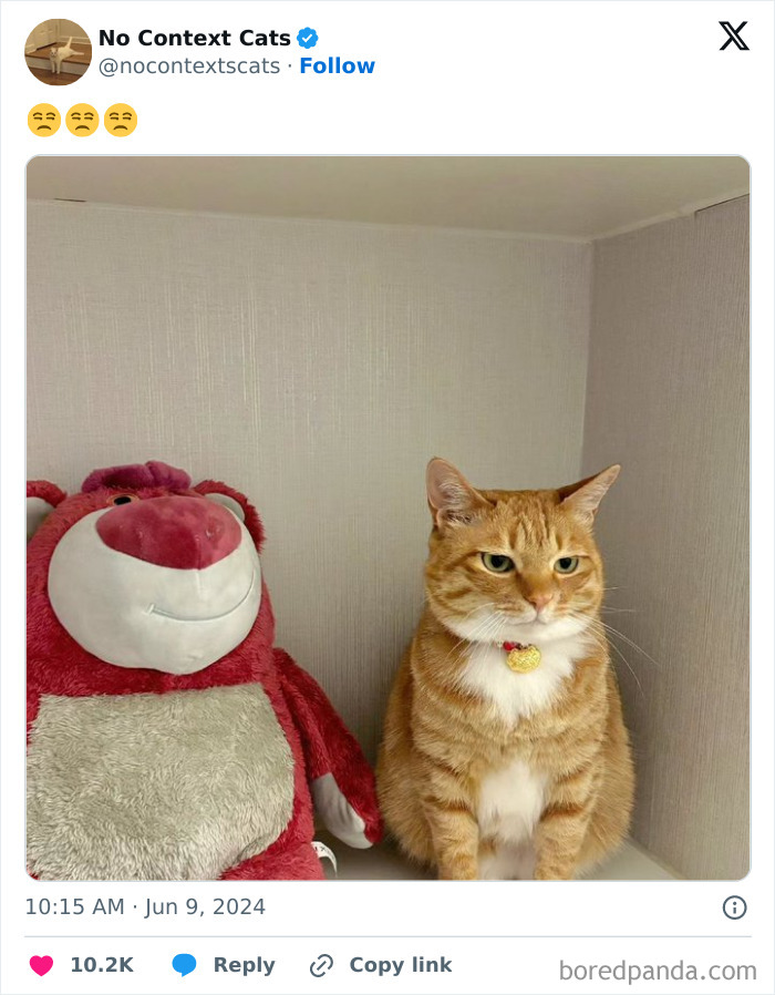 No-Context-Cats-Pictures