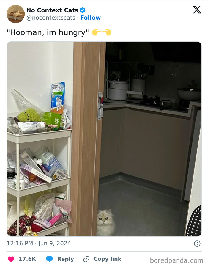 No-Context-Cats-Pictures