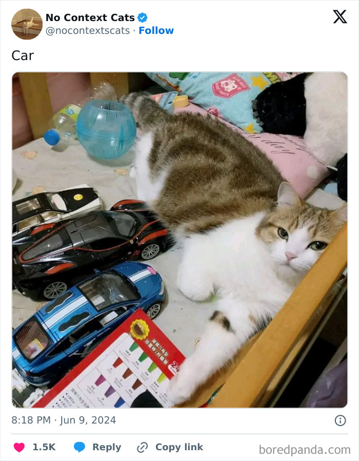 No-Context-Cats-Pictures