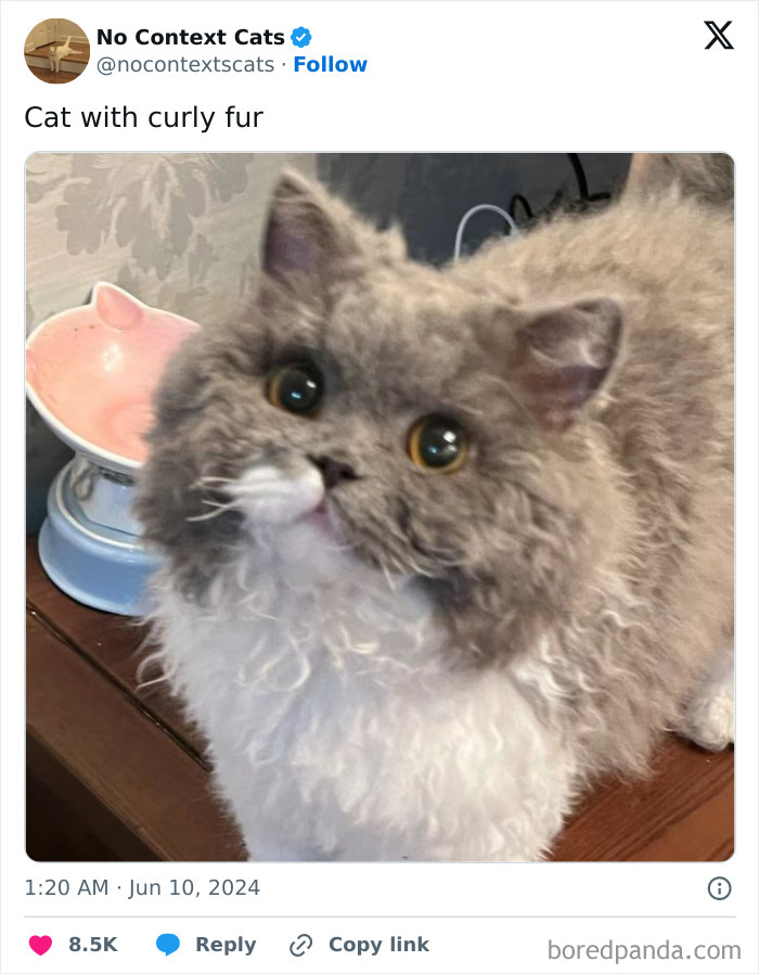 No-Context-Cats-Pictures