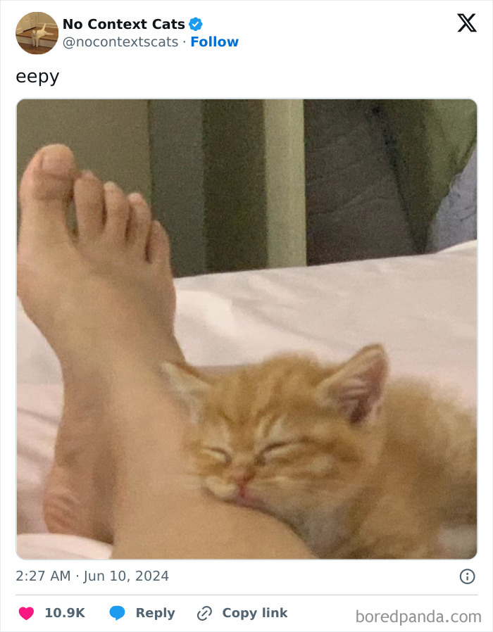 No-Context-Cats-Pictures