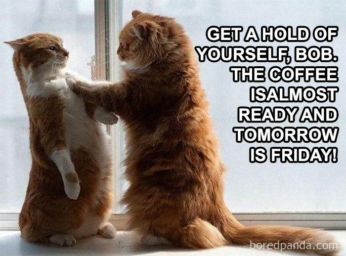 Two cats with one comforting the other, humorous Thursday meme about getting ready for the weekend.