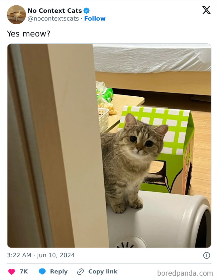 No-Context-Cats-Pictures