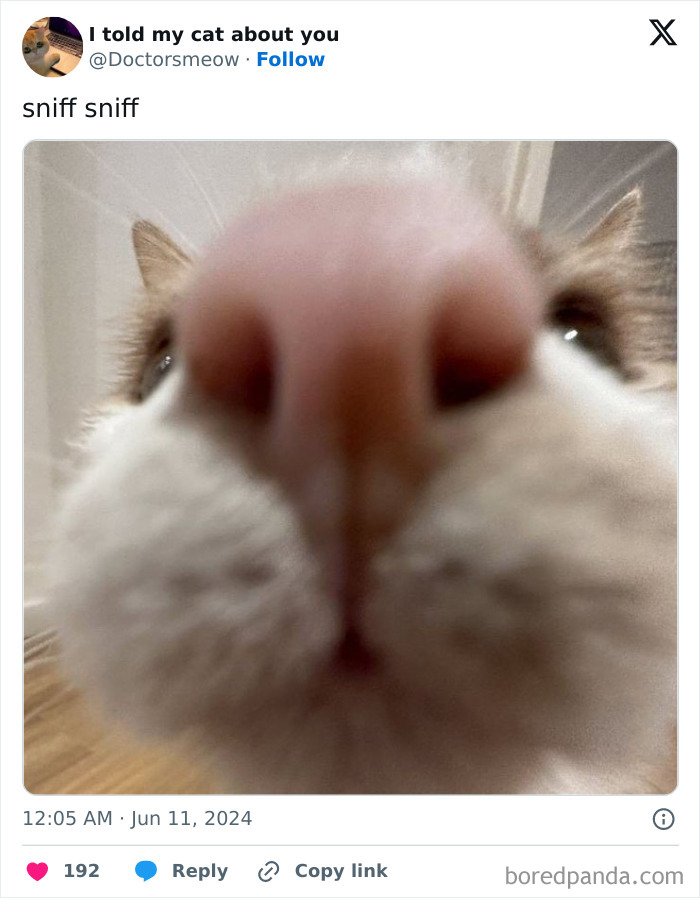 No-Context-Cats-Pictures