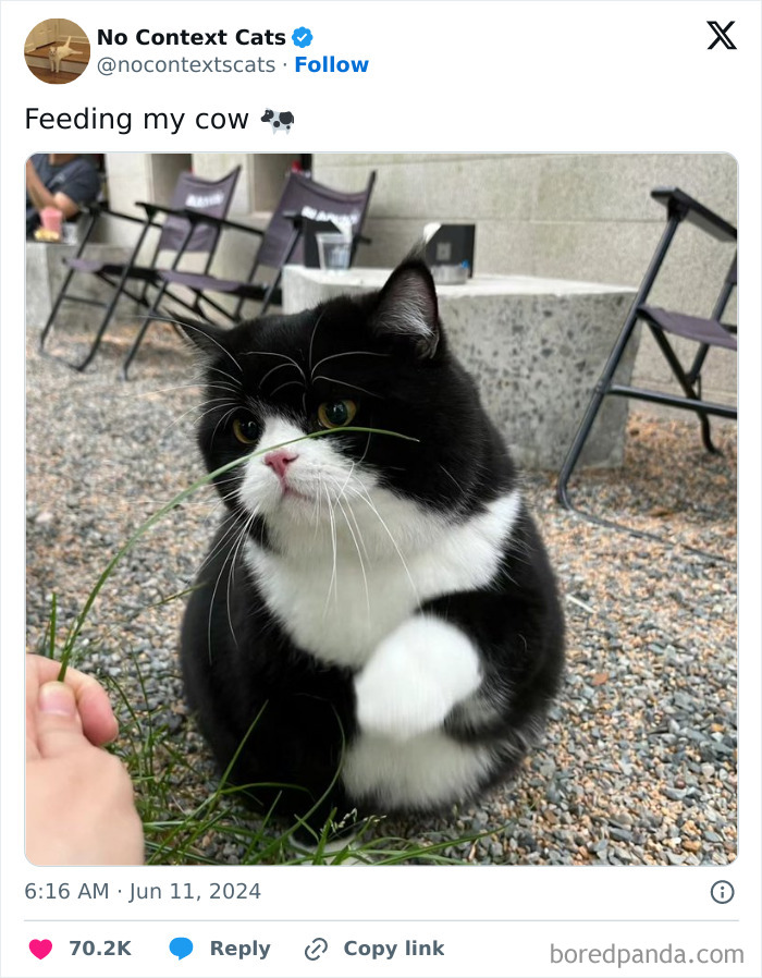 No-Context-Cats-Pictures