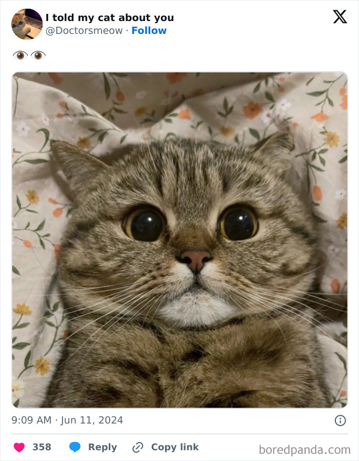 No-Context-Cats-Pictures