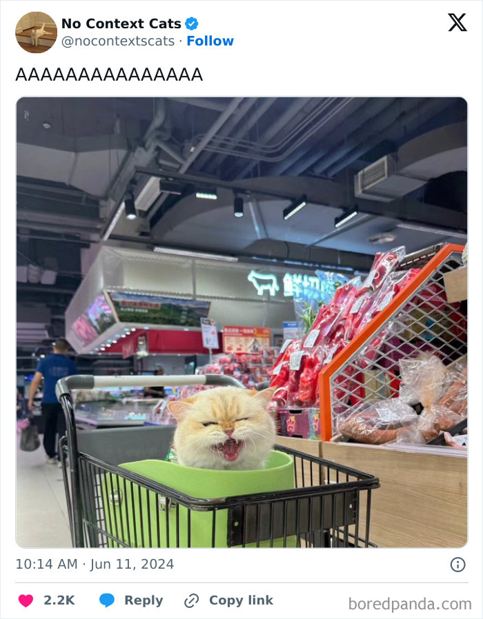 No-Context-Cats-Pictures