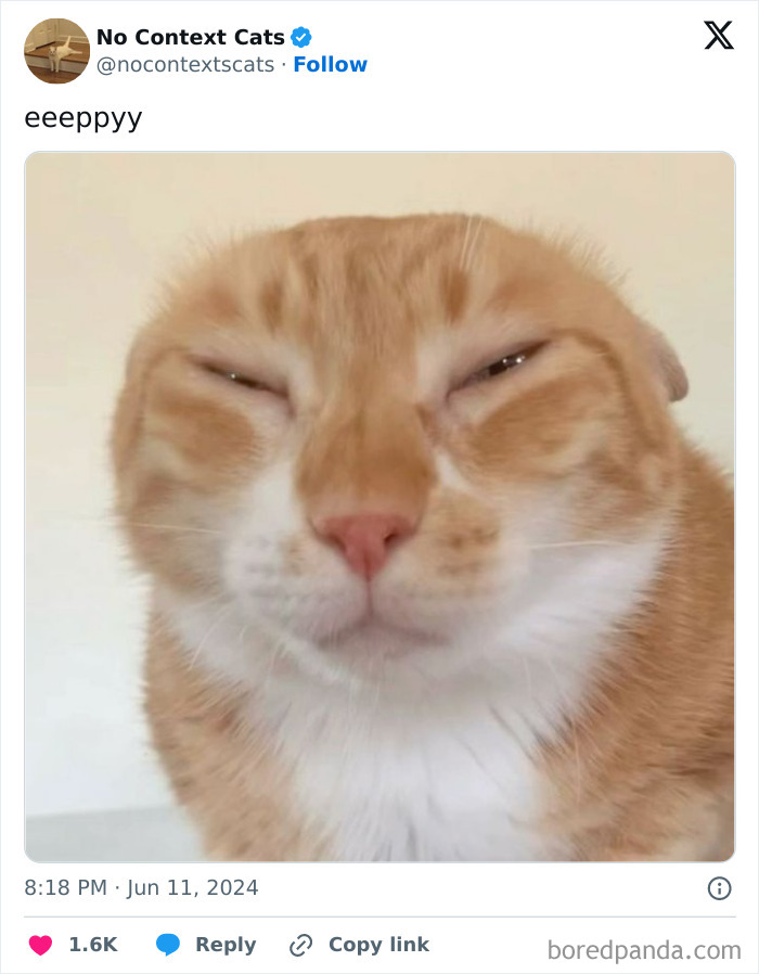 No-Context-Cats-Pictures