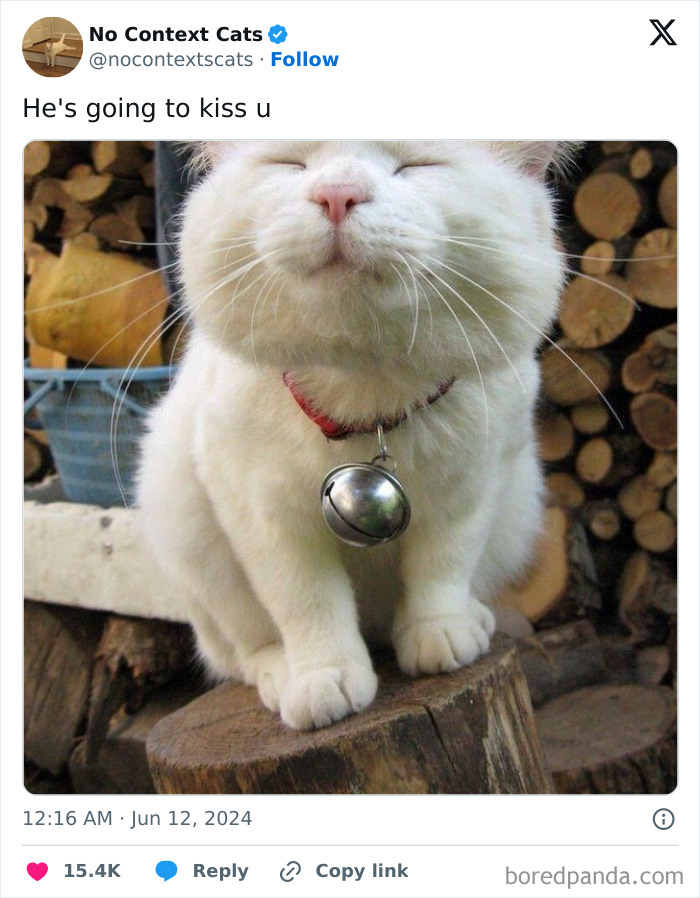 No-Context-Cats-Pictures