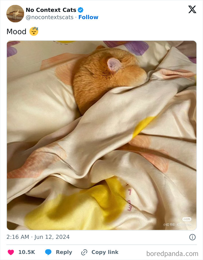 No-Context-Cats-Pictures