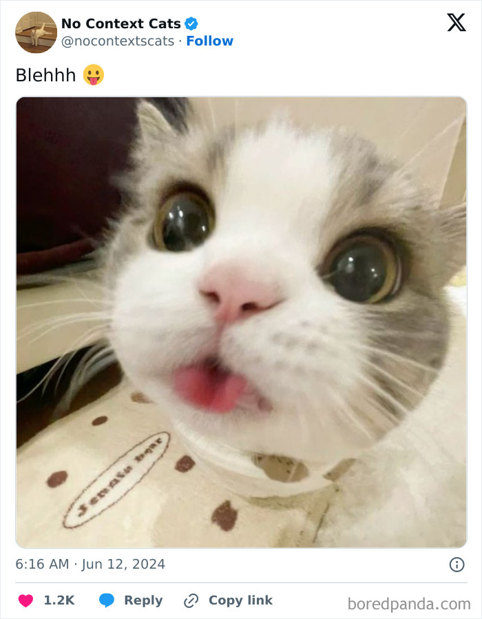 No-Context-Cats-Pictures