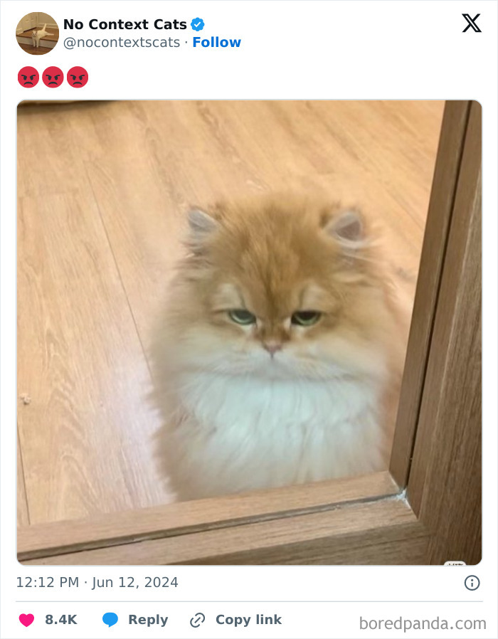 No-Context-Cats-Pictures