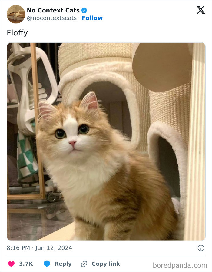 No-Context-Cats-Pictures