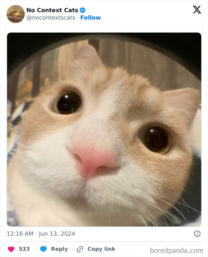 No-Context-Cats-Pictures