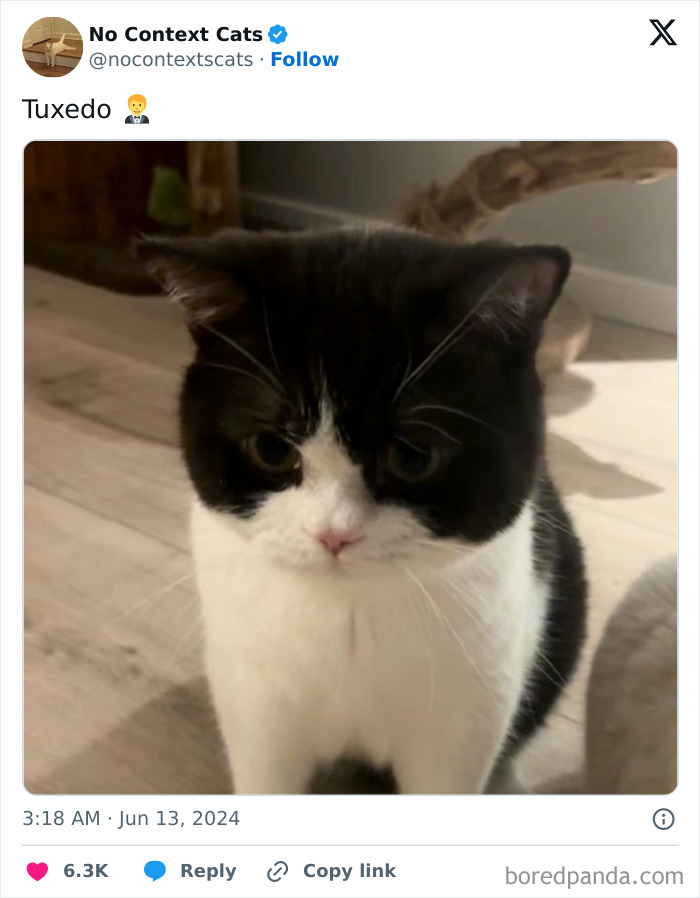 No-Context-Cats-Pictures