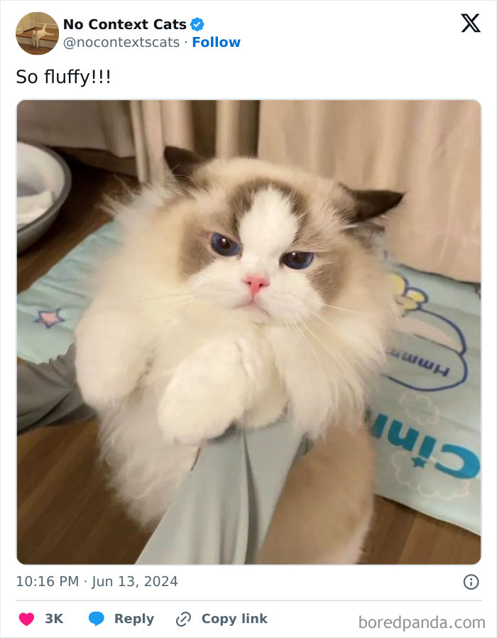 No-Context-Cats-Pictures