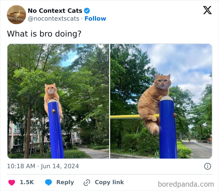 No-Context-Cats-Pictures