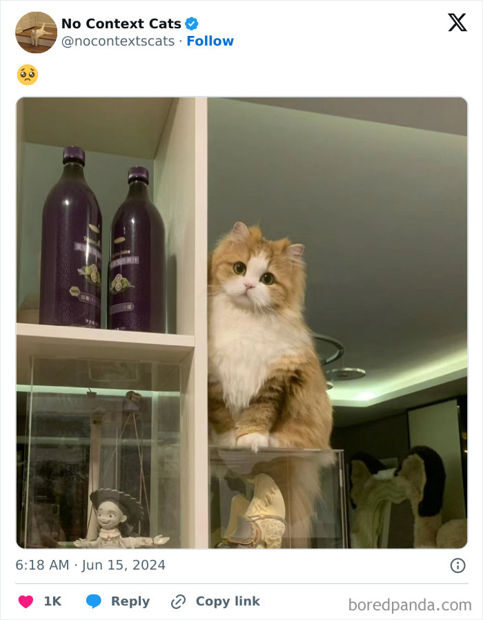 No-Context-Cats-Pictures