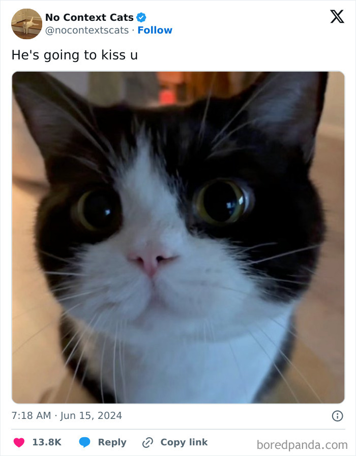 No-Context-Cats-Pictures