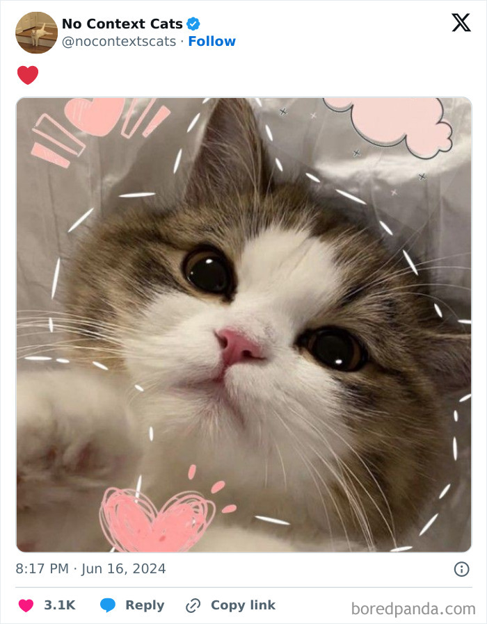 No-Context-Cats-Pictures