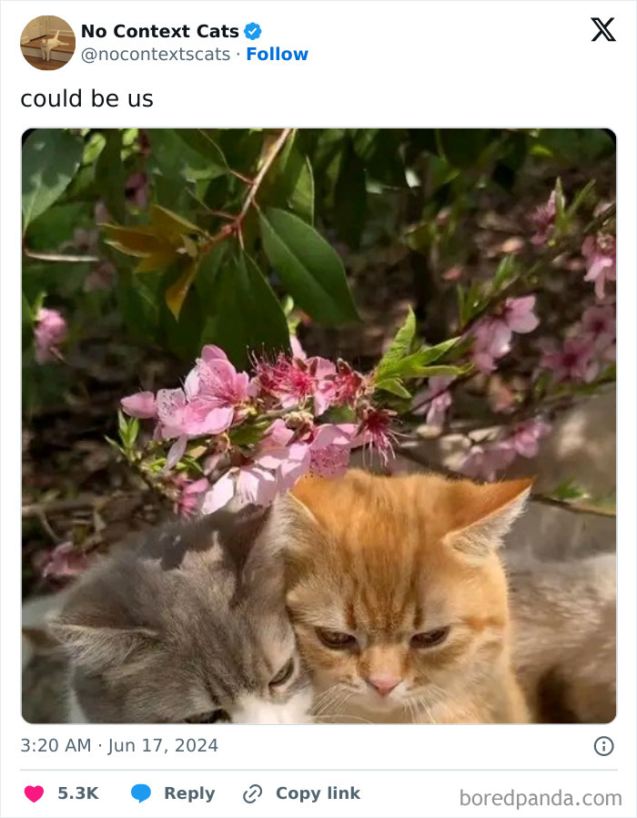 No-Context-Cats-Pictures