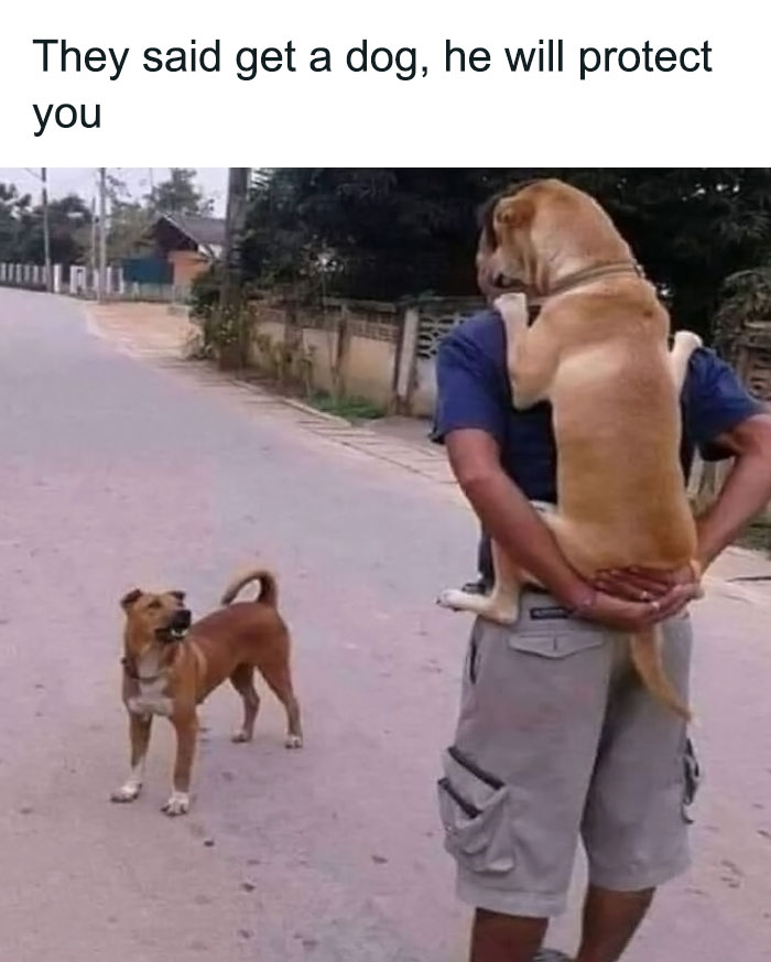 Man holding dog like a baby with another dog in front; funny meme moment.