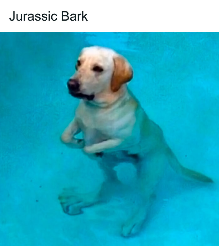 Funny-Parent-Jokes-Puns