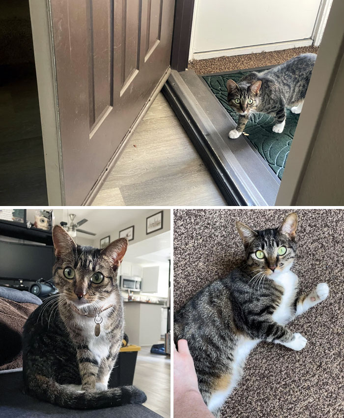 This Isn’t My Cat, But She Comes By For Pats, Cat Yogurt, And Laser Pointers. She’s Very Skittish, And It Took Months For Her To Warm Up To Me